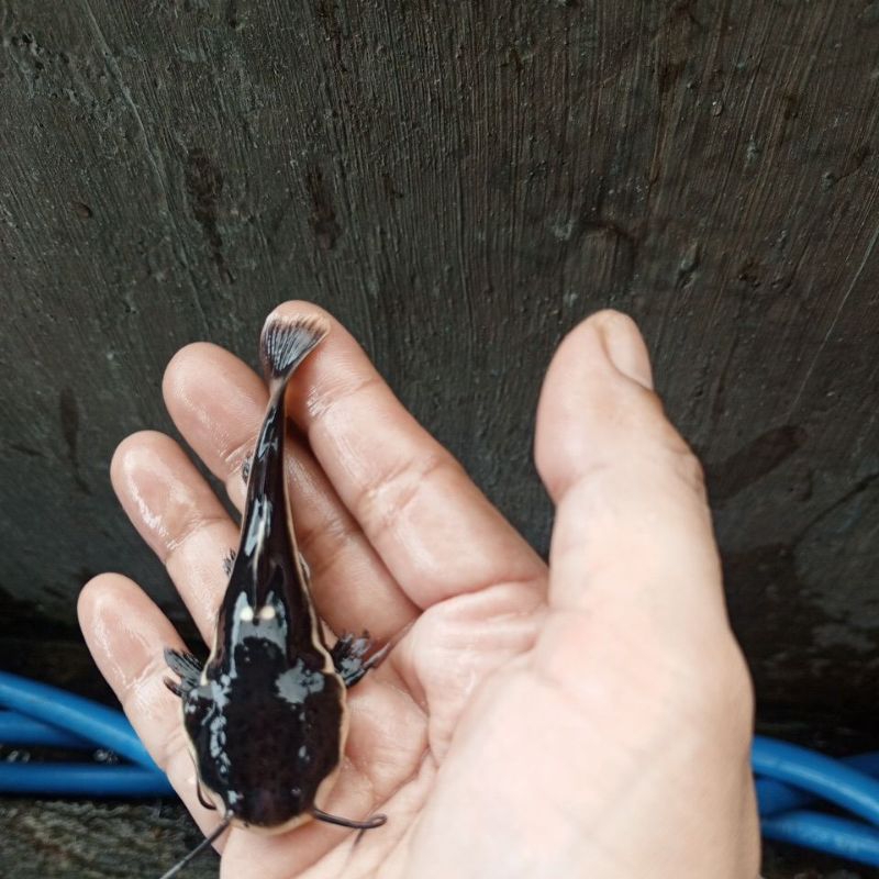 Jual ikan RTC ukuran 8cm | Shopee Indonesia