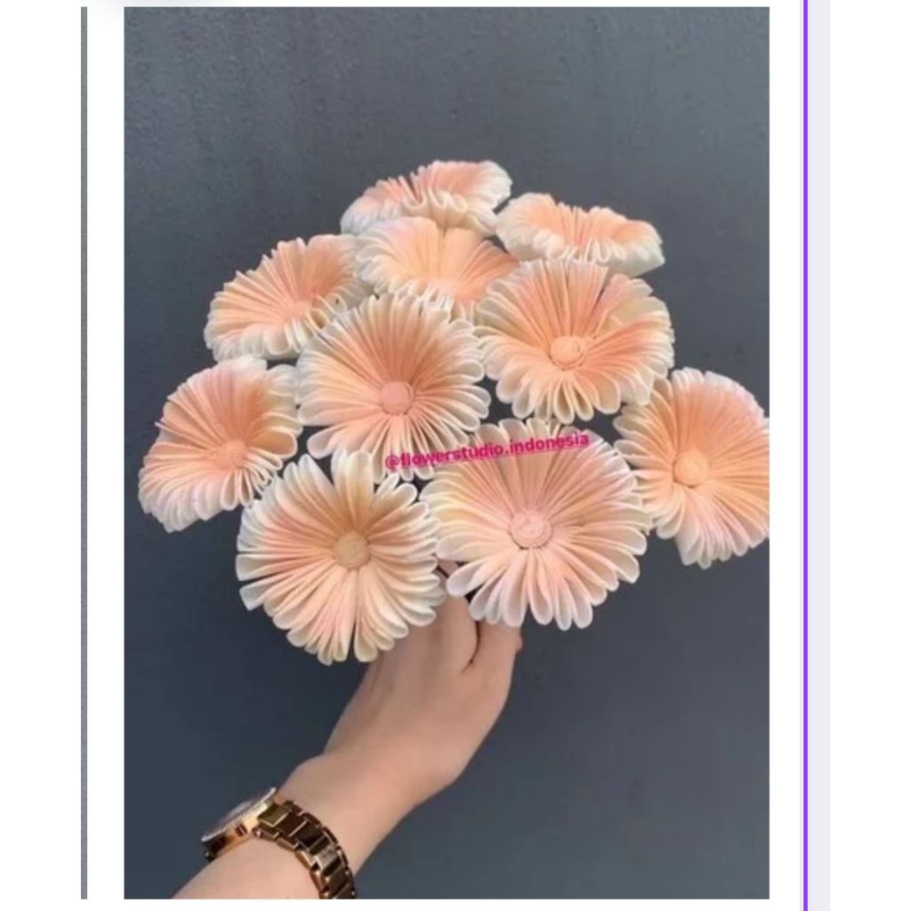 Jual Sola fresia | Shopee Indonesia