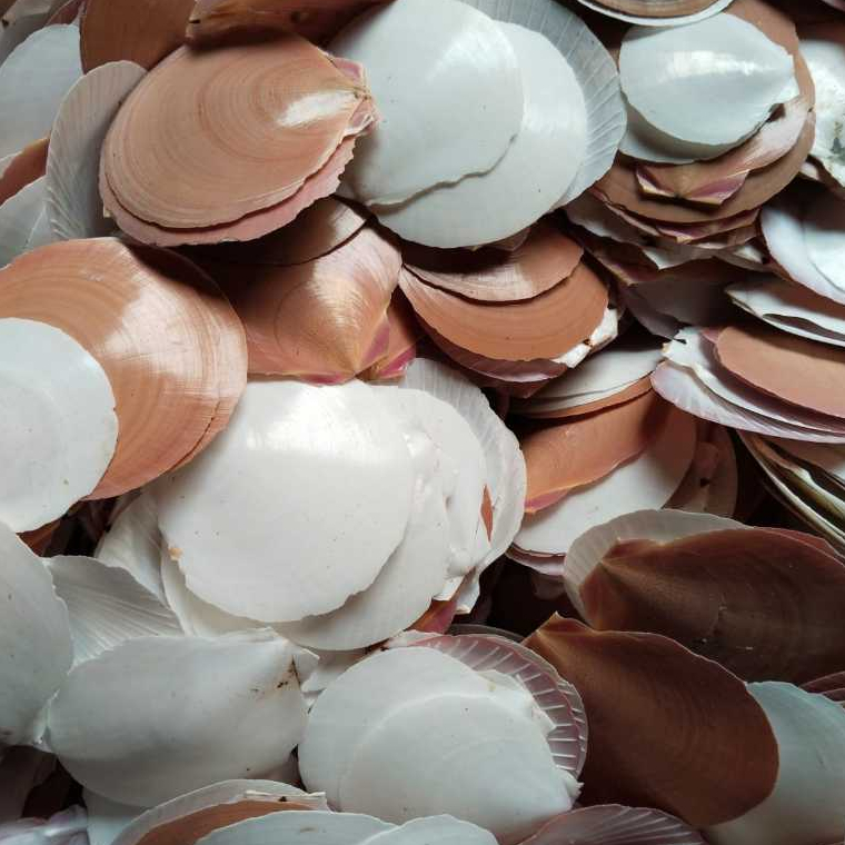 Jual Cangkang Kerang Simping Coklat dan Putih per kg | Shopee Indonesia