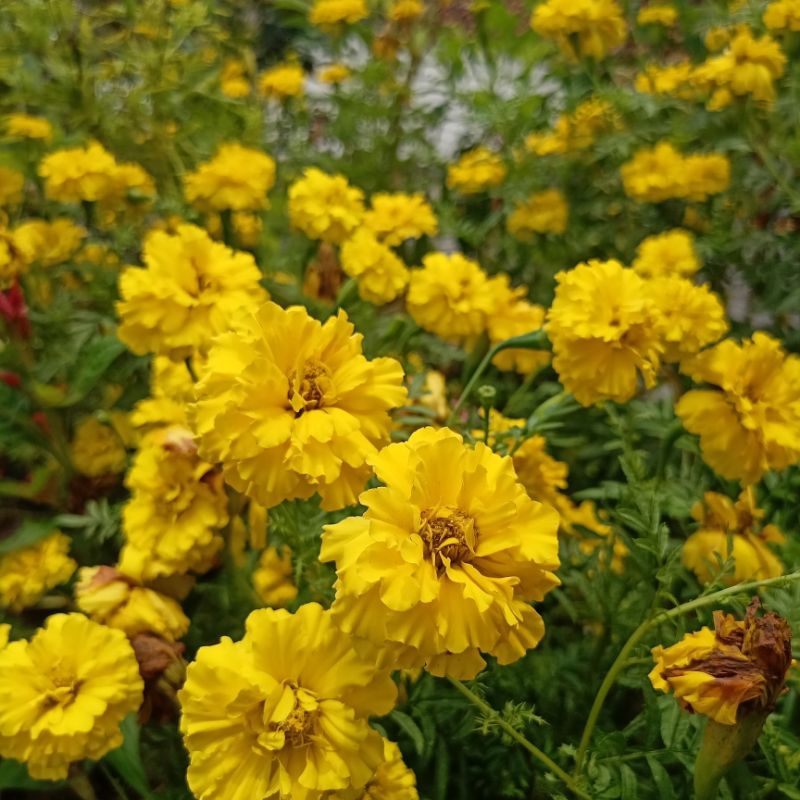 Jual 20 Biji Benih Bunga Marigold Kuning Tanaman Hias Telek Telekan ...