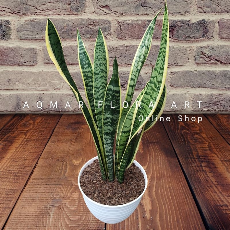 Jual TANAMAN SANSEVIERIA LIDAH MERTUA PEDANG-PEDANGAN SENSIVERA ...