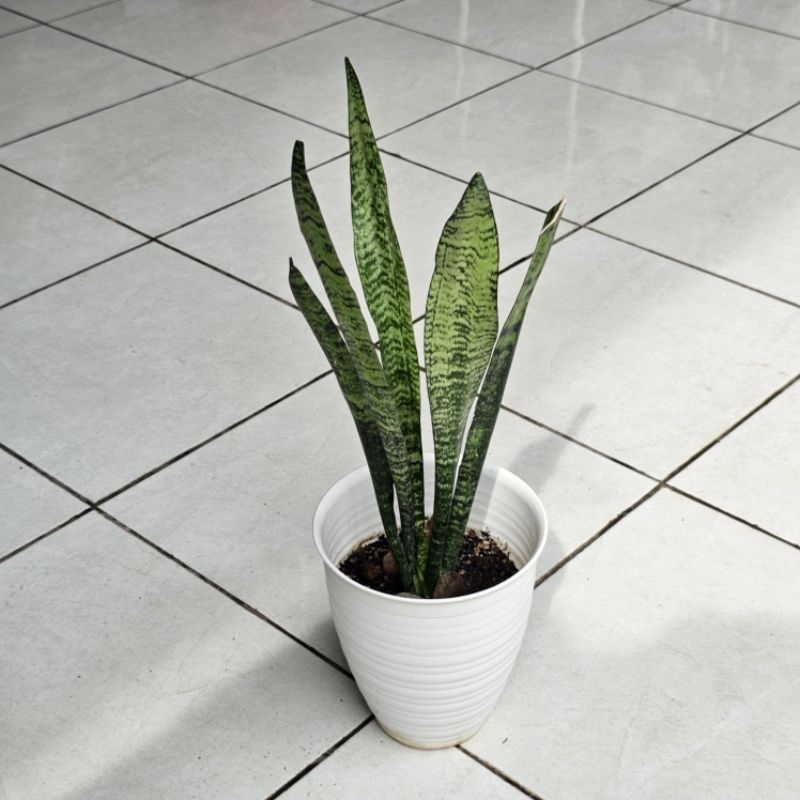 Jual Lidah Mertua Sansevieria / Tanaman Hias Asli Tumbuhan Hidup Filter ...