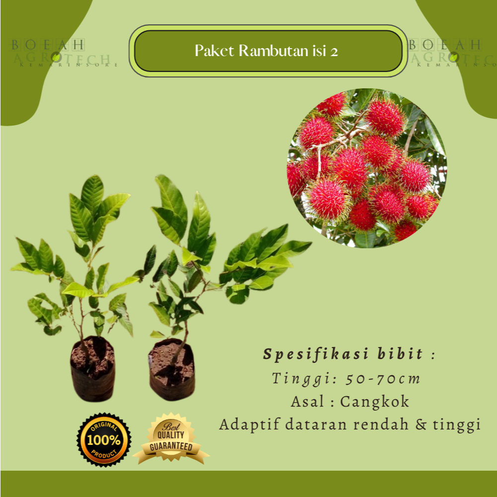 Jual Paket Bundling Hemat Bibit Tanaman Rambutan isi 2 Kondisi Rimbun ...