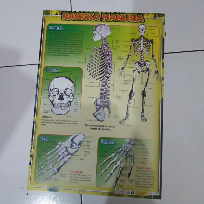 Jual Poster rangka manusia | Shopee Indonesia