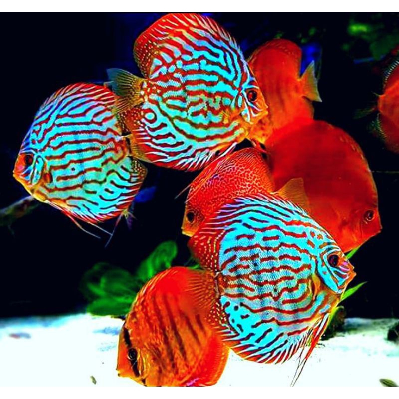 Jual Paket Discus Aquarium 10 ekor / Discus berbagai jenis ukuran 1,5 ...