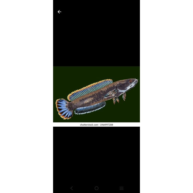 Jual STIKER CHANNA LIMBATA | Shopee Indonesia