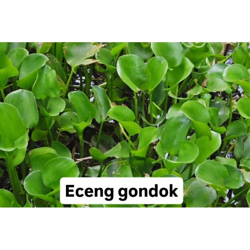 Jual eceng gondok tanaman air hijau | Shopee Indonesia