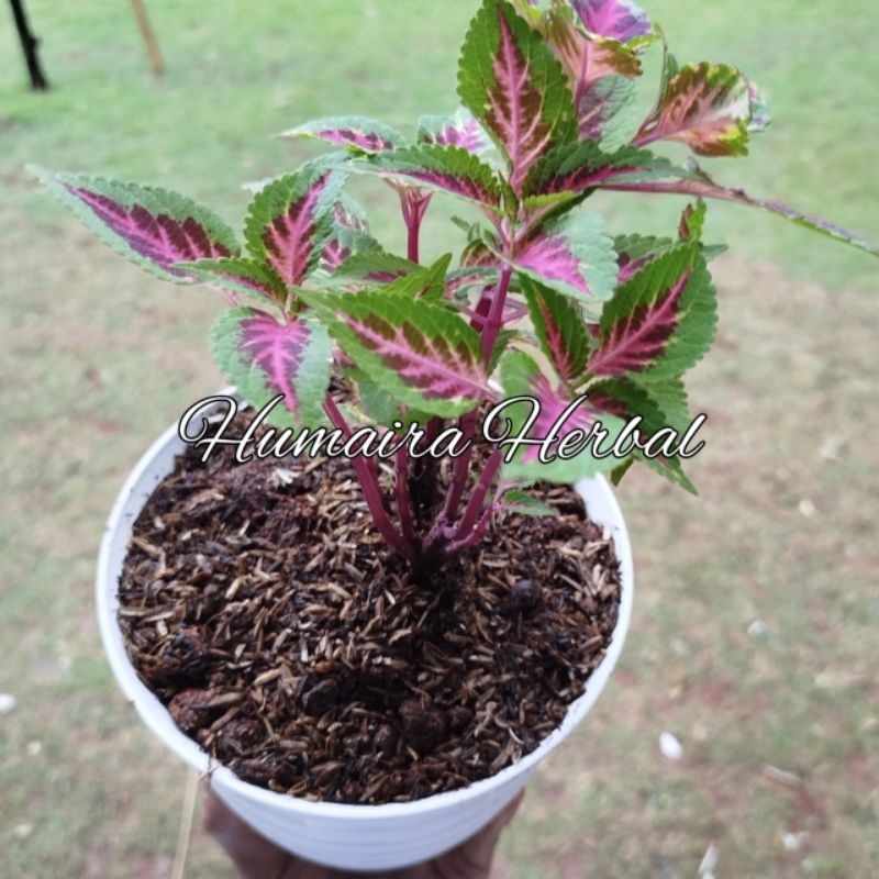 Jual Tanaman Herbal Miana Watermelon Coleus Atau Iler Merah Siap Tanam ...