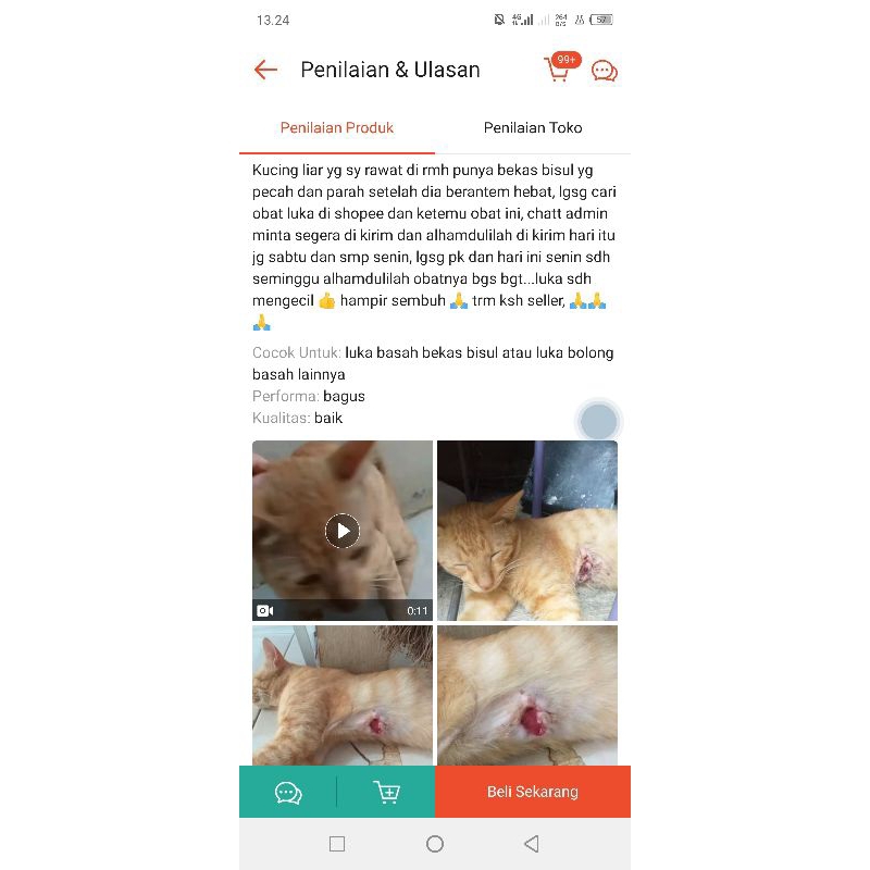 Jual Obat Luka Kucing Terbuka Basah Abses Bolong Bernanah Borok Kitten ...