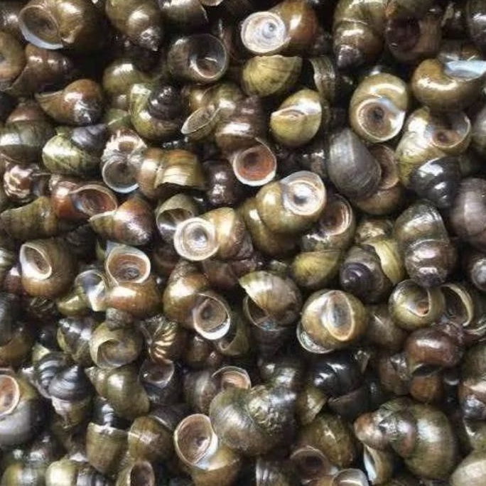 Jual Keong Tutut Sawah Hidup 1 kg | Shopee Indonesia