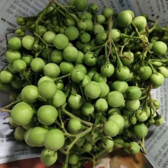 Jual Rimbang Segar Tekokak segar 500gr | Shopee Indonesia