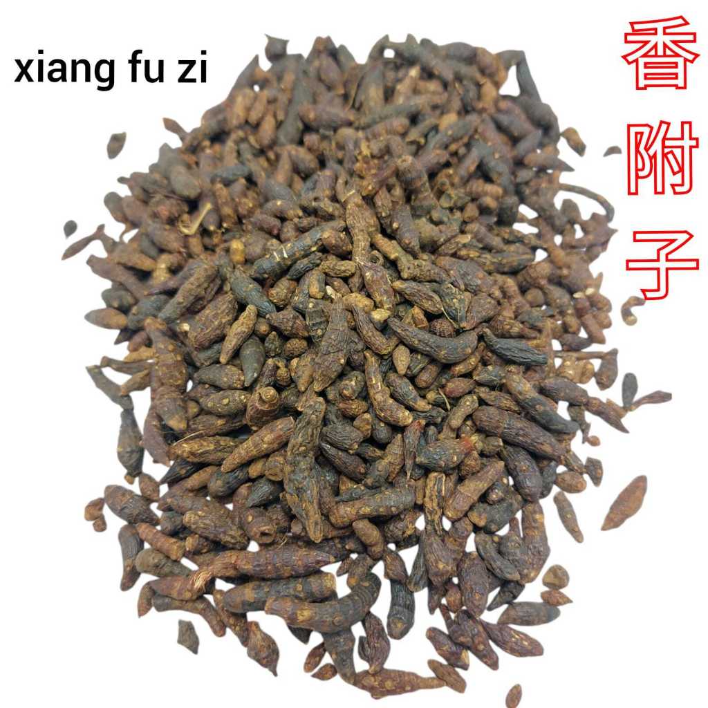 Jual Xiang Fu Zi 香附子 Mentah Untuk Rendaman UMBI RUMPUT TEKI NUTGRASS ...