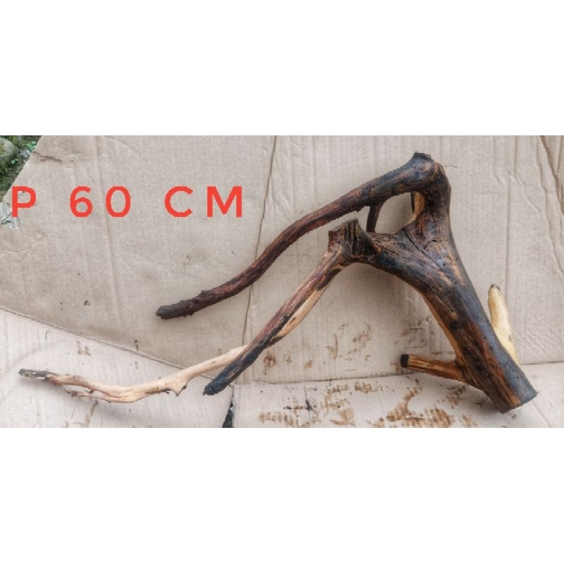 Jual Rentek, bongol akar Ranting, | Shopee Indonesia