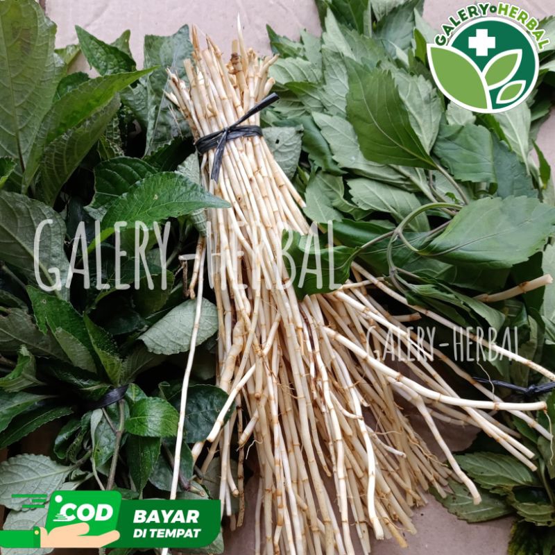 Jual Paket Komplit Akar Alang-alang, Kumis Kucing dan Keji Beling Fresh