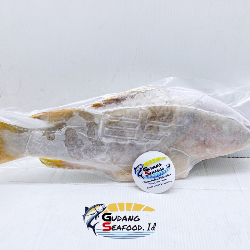 Jual Ikan kakap Jenaha Kasar 500/700 per kg | Shopee Indonesia