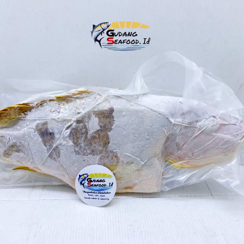 Jual Ikan kakap Jenaha Kasar 500/700 per kg | Shopee Indonesia