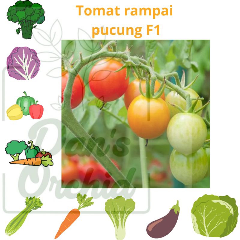 Jual benih tomat rampai pucung F1 | Shopee Indonesia