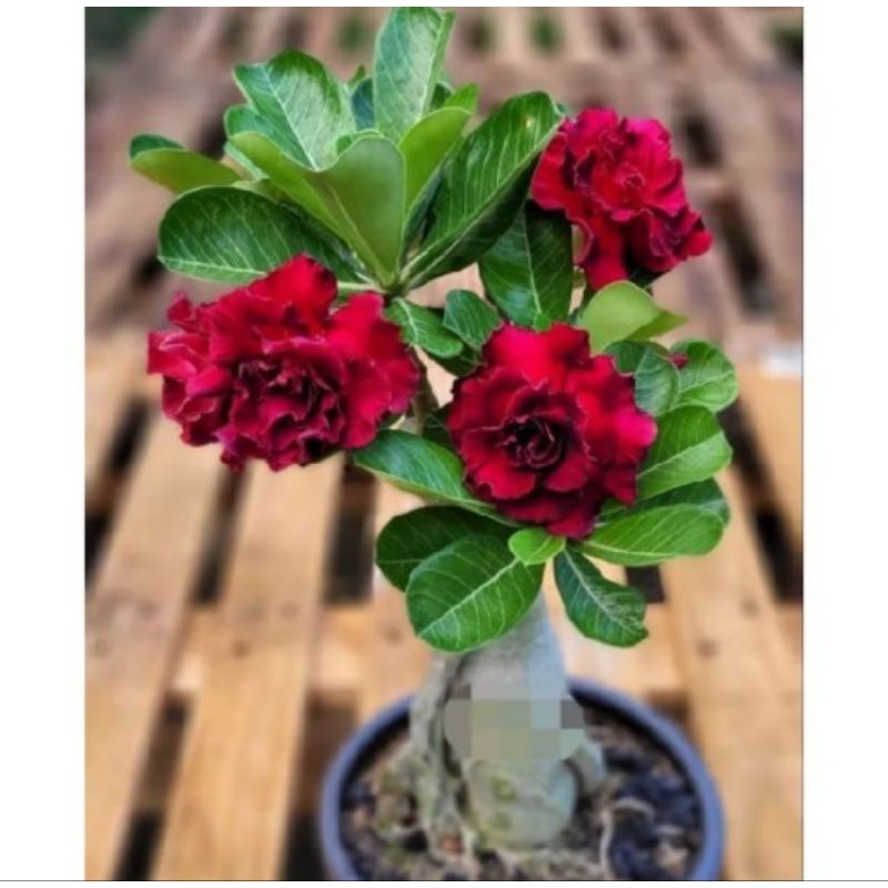 TERMURAH NO 1!!TANAMAN HIAS ADENIUM KAMBOJA JEPANG BUNGA TUMPUK/Maroon-BUNGA TUMPUK