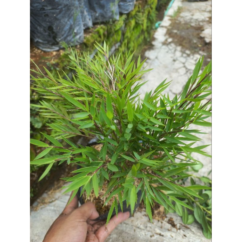 Jual Tanaman Hias Bambu Mikro Bambu Mini Rimbun | Shopee Indonesia