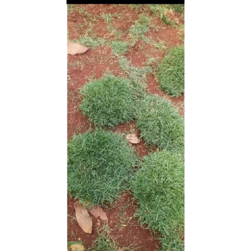 Jual rumput jepang/rumput taman per lempeng/rumput makam | Shopee Indonesia