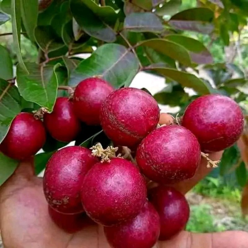 Jual PROMO PAKET BIBIT KELENGKENG MATALADA DAN MERAH PALING MURAH ...
