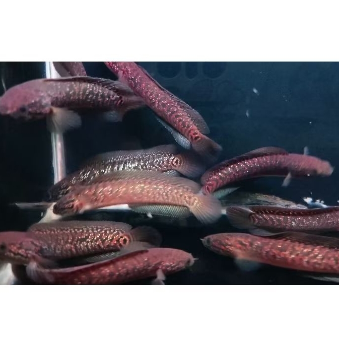 Jual Channa Asiatica RSP Kalimaya 10 | Shopee Indonesia