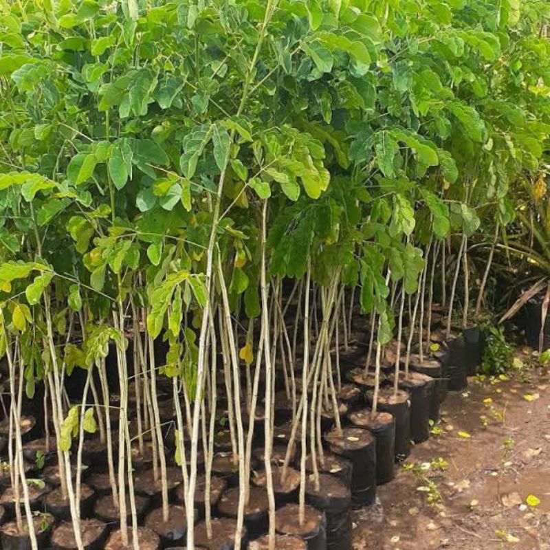 Jual Bibit Pohon Trembesi Tinggi 1 Meter Up Siap Tanam | Bibit Trembesi ...