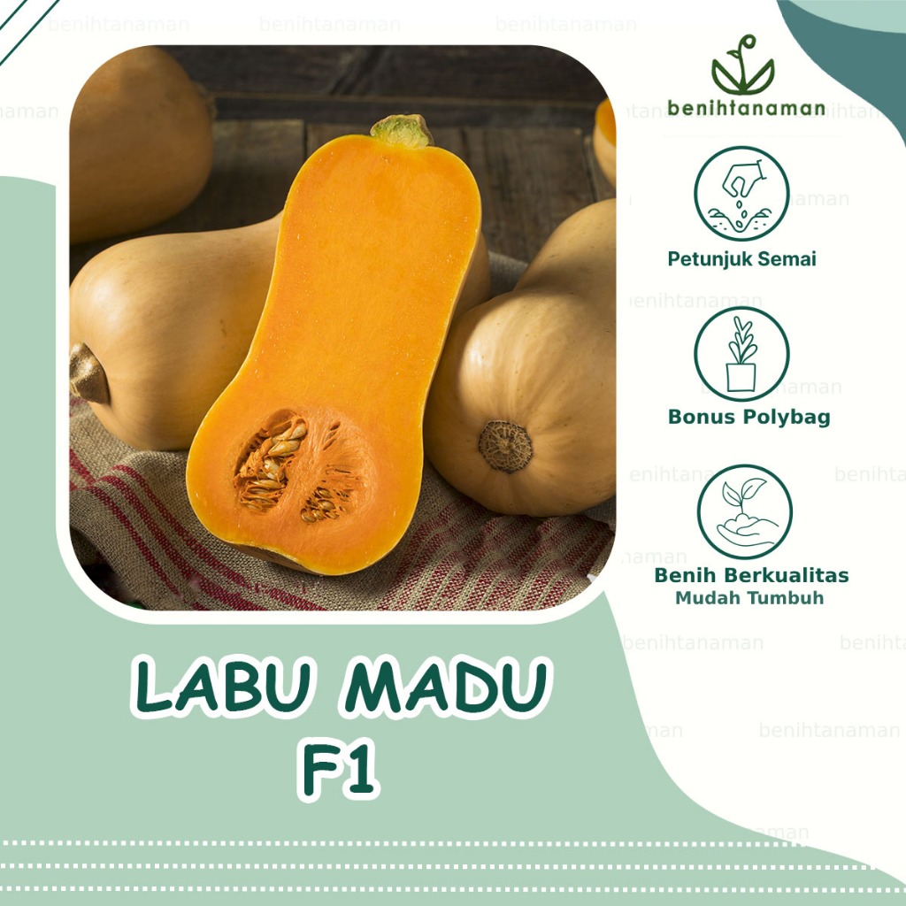 Jual 2 Biji - Benih Labu Butternut Hibrida LABU MADU F1 , Cap Panah ...