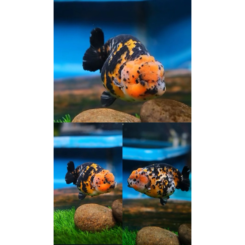 Jual 1 Ekor ( RANCHU SAPI CALICO ) | Shopee Indonesia