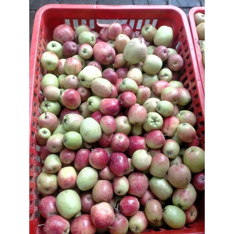 Jual Apel Ana mini asli dari Batu 1 kg | Shopee Indonesia