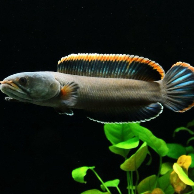Jual STICKER CHANA LIMBATA REM TEBAL 6-7 CM | Shopee Indonesia