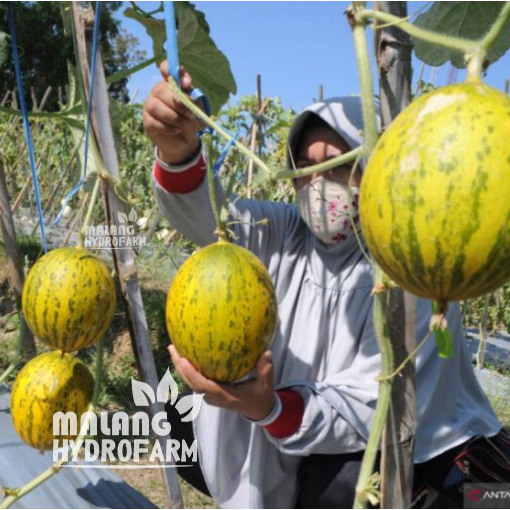 Jual Benih Melon King Show Unggulan Berkualitas biji bibit repack ...
