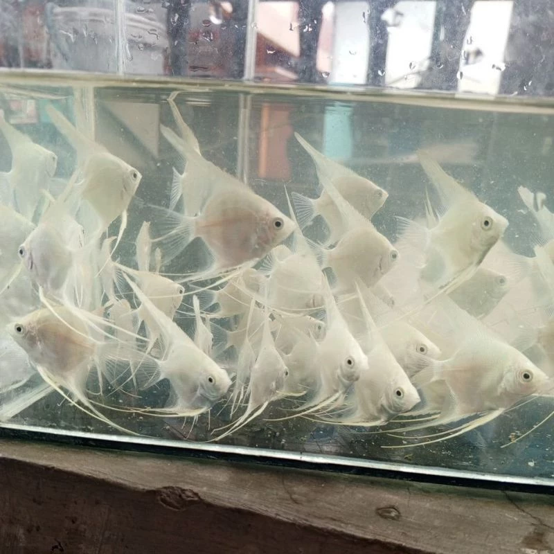 Jual Ikan Hias Blitar