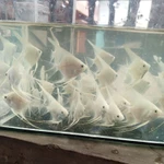 Manfish platinum