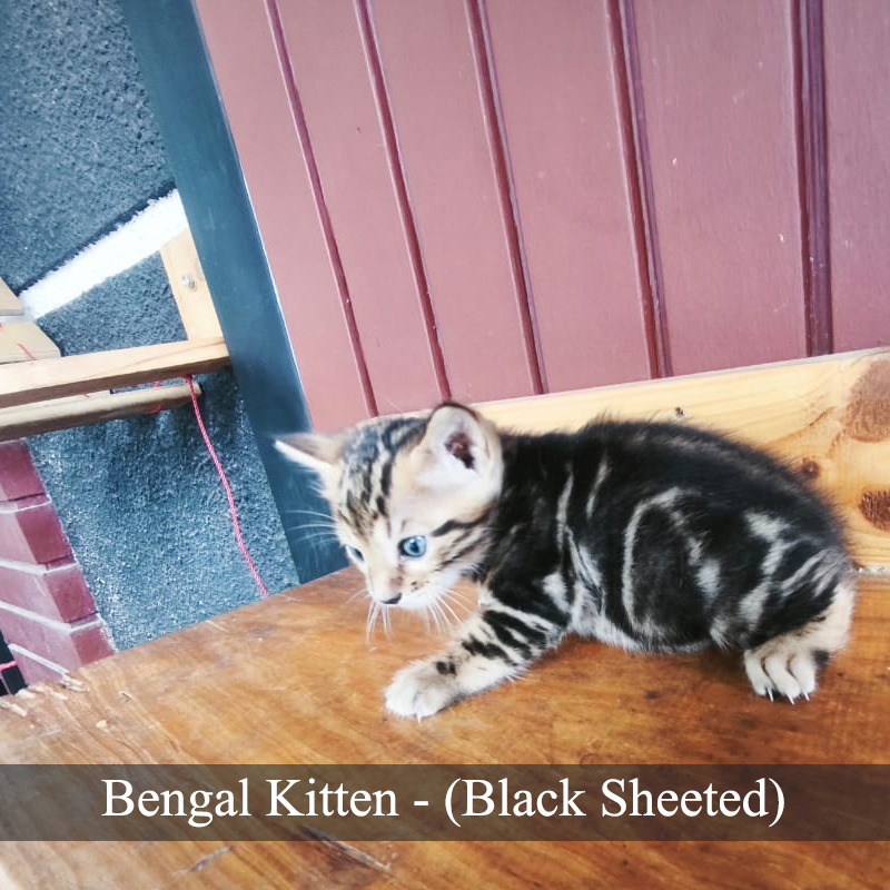Jual SOLD // Kucing Bengal Kitten (Black Spotted) | Shopee Indonesia