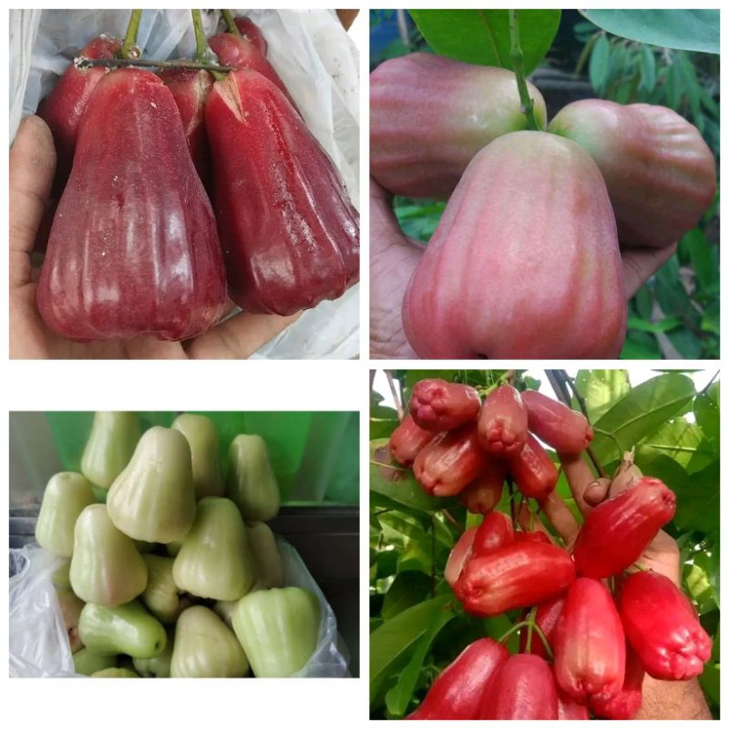 Jual jambu air kombinasi 8 jenis batang besar | Shopee Indonesia