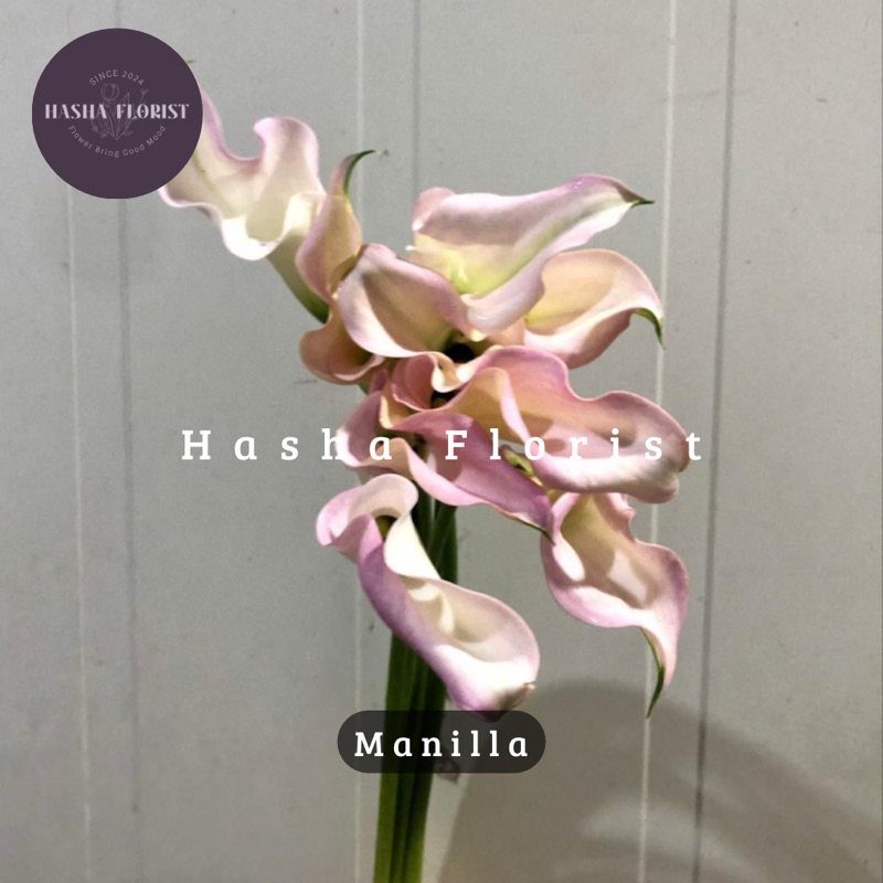 Jual Bunga Calla Lily Import Fresh 10 TANGKAI (Bunga Potong Segar ...