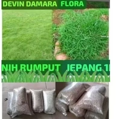 Jual Benih rumput (Zoysia zaponica/jepang) 1kg bibit rumput jepang ...