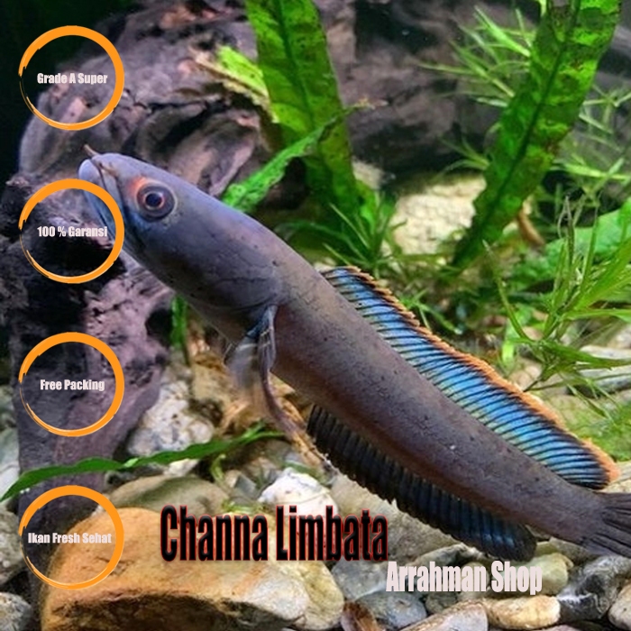 Jual Ikan Hias Air Tawar - Ikan Channa Limbata - Cana Limbata - Chana
