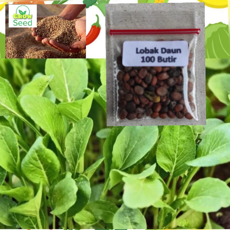 100 BUTIR BIJI BENIH LOBAK DAUN