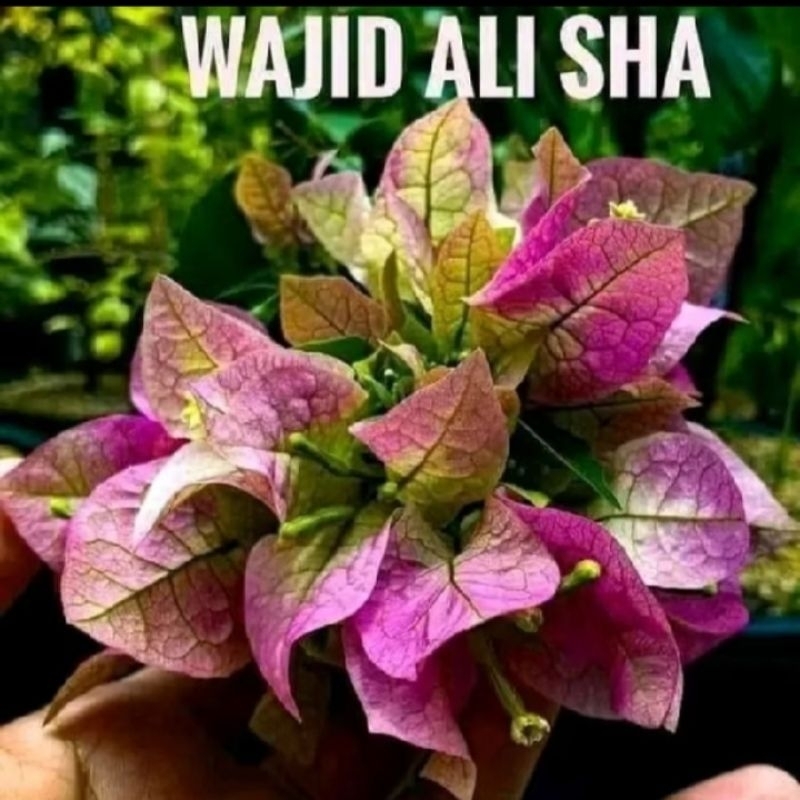 Jual BOUGENVILLE JENIS WAJID ALISAH BIBIT ORI | Shopee Indonesia