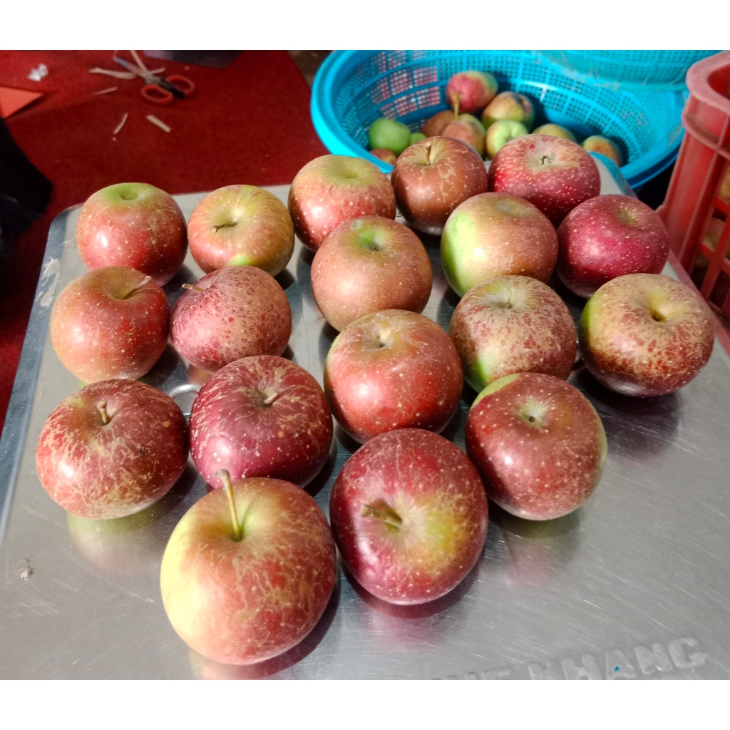 Jual Apel Rome Beauty/RB Mini (1kg)/ isi 18-24 buah/ Apel Malang Fresh ...