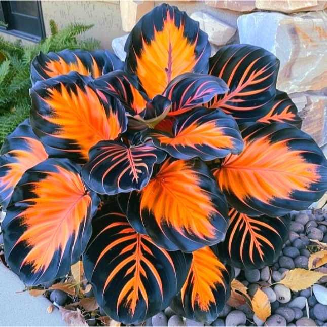 Jual Calathea Orange black - Tanaman Hias Orange Black - Tanaman Calanthea  Paling murah(Bisa Cod) | Shopee Indonesia
