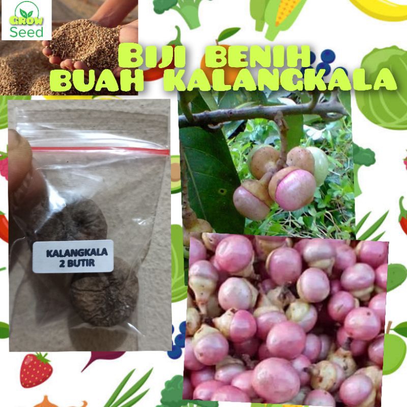 2 BUTIR BIJI BENIH POHON BUAH KALANGKALA/MALIK
