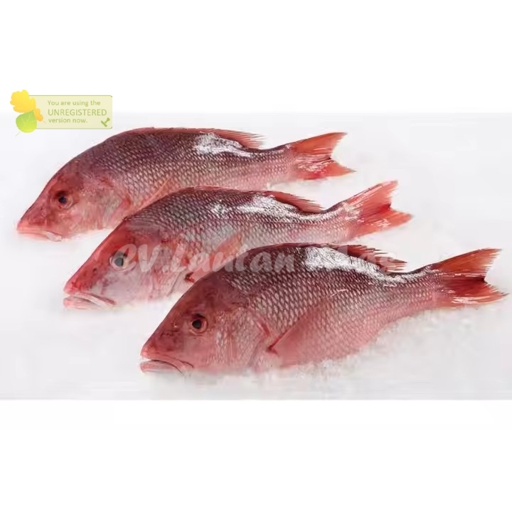 Jual Ikan Kakap Merah Segar Ikan Kakap Merah Jenaha 1Kg | Shopee Indonesia