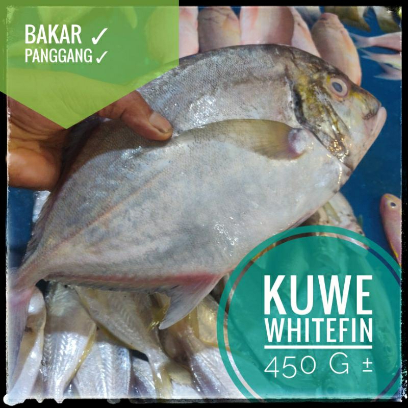 Jual IKAN LAUT ⫸ KUWE 450 g ± Paling Populer Dijadikan Ikan Bakar ...