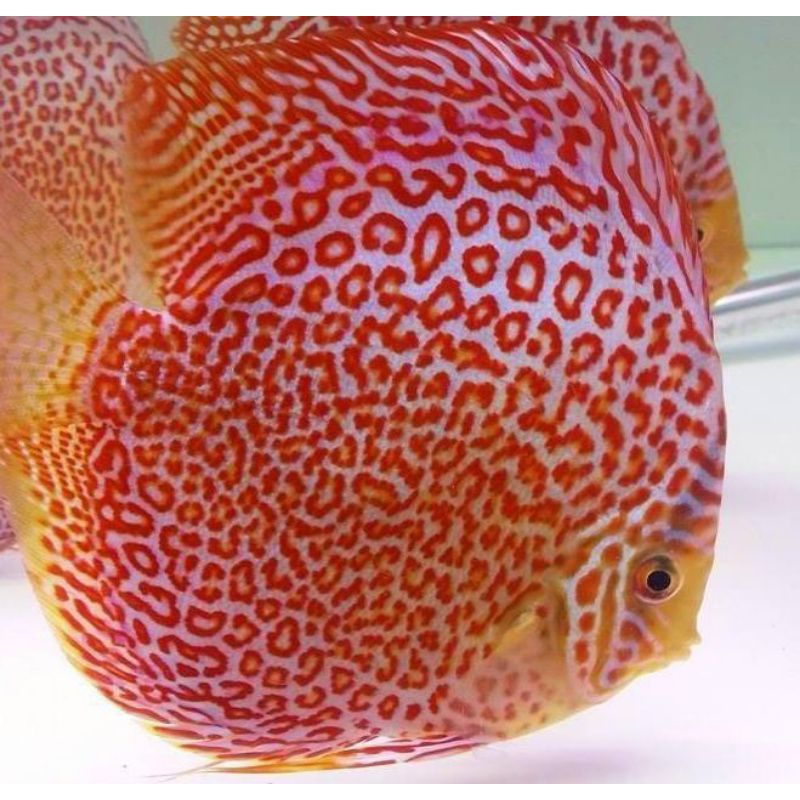 Jual Discus Aquascape Leopard ring / ikan hias aquarium | Shopee Indonesia