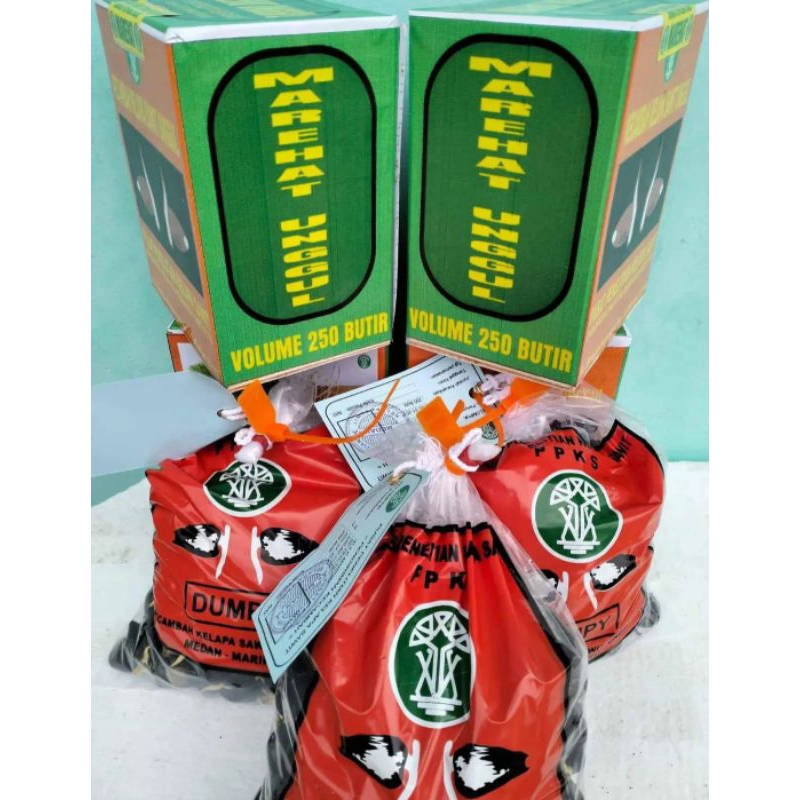 Jual BENIH KECAMBAH SAWIT MARIHAT DUMPY ISI 250 BUTIR | Shopee Indonesia