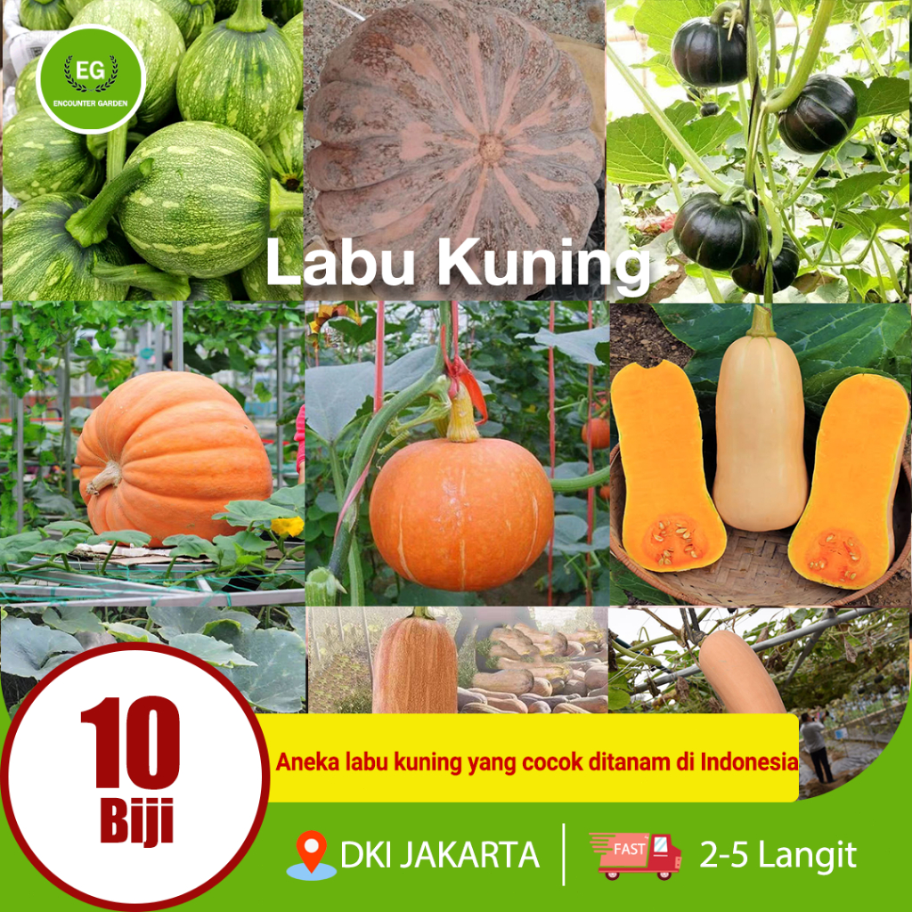 Jual 【Panen Tropis】Koleksi 10 in 1 Benih Labu - Cocok untuk Iklim ...