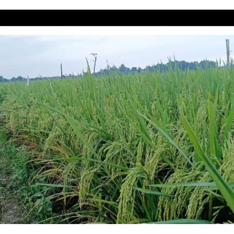Jual Kemasan 500 gram padi cupat mangu beras putih tanam sawah dan ...